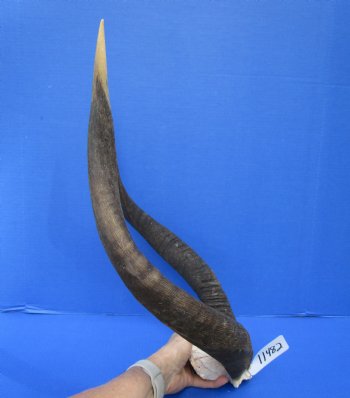 Authentic African Nyala Skull Plate with 23-1/2 and 23-3/4 inches Horns - Buy this one for $94.99