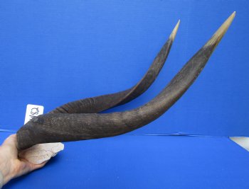 Authentic African Nyala Skull Plate with 23-1/2 and 23-3/4 inches Horns - Buy this one for $94.99