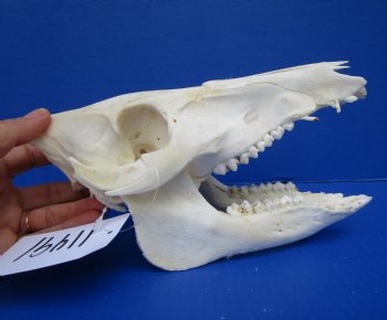 9 inches Georgia Wild Boar, Hog, Pig Skull, Grade B, for $34.99