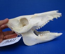 9 inches Georgia Wild Boar, Hog, Pig Skull, Grade B, for $34.99