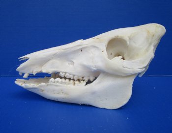 9 inches Georgia Wild Boar, Hog, Pig Skull, Grade B, for $34.99