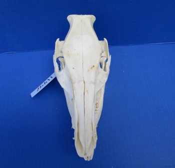 9 inches Georgia Wild Boar, Hog, Pig Skull, Grade B, for $34.99