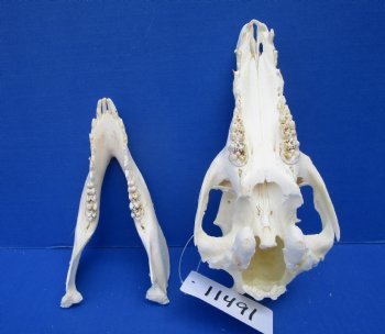 9 inches Georgia Wild Boar, Hog, Pig Skull, Grade B, for $34.99
