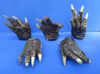 Five Preserved Alligator Feet,5 to 6 inches for $7.50 each