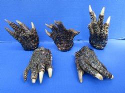Five Preserved Alligator Feet,5 to 6 inches for $7.50 each