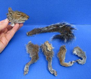 Preserved Real Squirrel Head, 4 Legs and Tail for $39.99