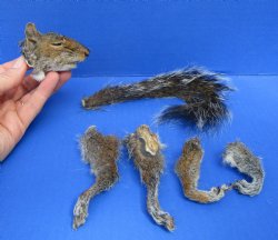 Preserved Real Squirrel Head, 4 Legs and Tail for $39.99