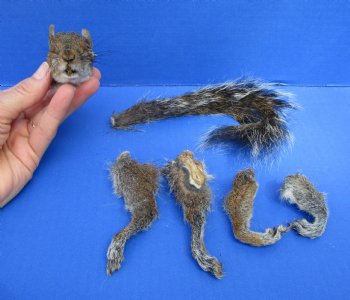 Preserved Real Squirrel Head, 4 Legs and Tail for $39.99