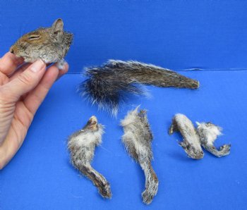 Preserved Real Squirrel Head, 4 Legs and Tail for $39.99