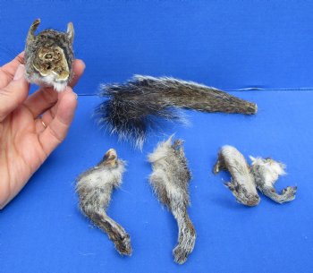 Preserved Real Squirrel Head, 4 Legs and Tail for $39.99