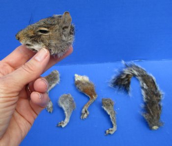 Preserved Real Squirrel Head, 4 Legs and Tail for $39.99