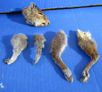 Preserved Real Squirrel Head, 4 Legs for $32.99