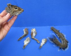 Preserved Real Squirrel Head, 4 Legs and Tail for $39.99