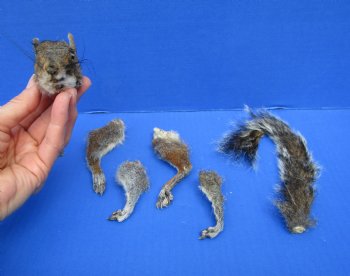Preserved Real Squirrel Head, 4 Legs and Tail for $39.99