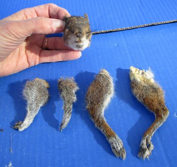 Preserved Real Squirrel Head, 4 Legs for $32.99