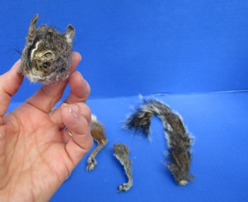 Preserved Real Squirrel Head, 4 Legs and Tail for $39.99