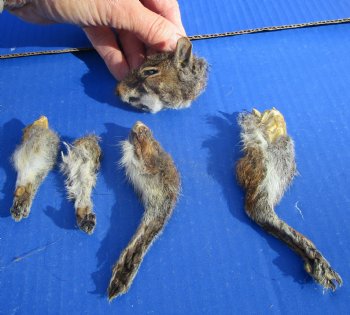 Preserved Real Squirrel Head, 4 Legs for $32.99