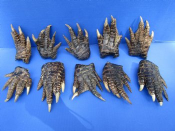 10 Preserved Alligator Feet, 4 to 5 inches for $4.50 each