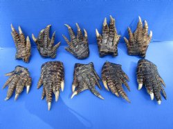 10 Preserved Alligator Feet, 4 to 5 inches for $4.50 each