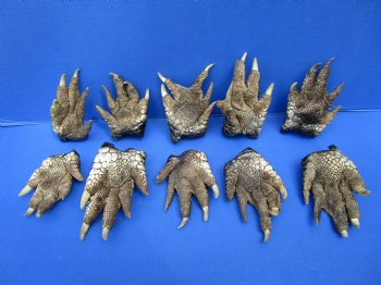 10 Preserved Alligator Feet, 4 to 5 inches for $4.50 each