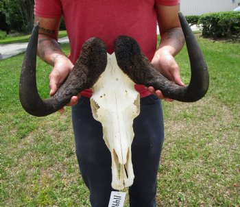 18 inches wide Black Wildebeest Skull - Buy this one for $114.99 <font color=red> SALE $94.99</font>