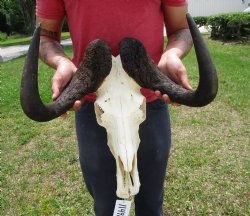 18 inches wide Black Wildebeest Skull - Buy this one for $114.99 <font color=red> SALE $94.99</font>