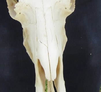 18 inches wide Black Wildebeest Skull - Buy this one for $114.99 <font color=red> SALE $94.99</font>