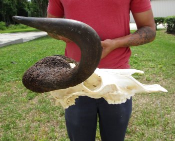 18 inches wide Black Wildebeest Skull - Buy this one for $114.99 <font color=red> SALE $94.99</font>