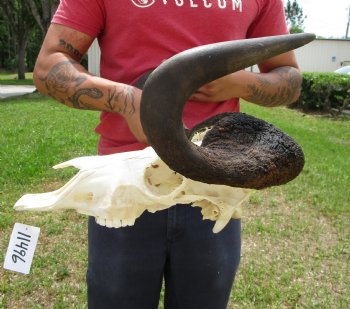 18 inches wide Black Wildebeest Skull - Buy this one for $114.99 <font color=red> SALE $94.99</font>