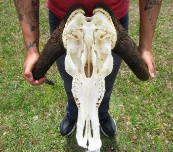 18 inches wide Black Wildebeest Skull - Buy this one for $114.99 <font color=red> SALE $94.99</font>