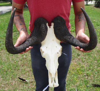 19-3/4 inches wide Large Male Black Wildebeest Skull for $114.99  <font color=red> SALE $99.99 </font>