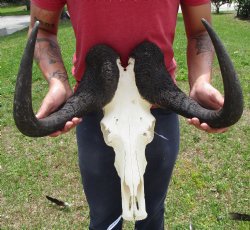 19-3/4 inches wide Large Male Black Wildebeest Skull for $114.99  <font color=red> SALE $99.99 </font>