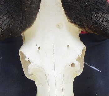 19-3/4 inches wide Large Male Black Wildebeest Skull for $114.99  <font color=red> SALE $99.99 </font>