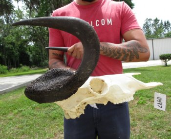 19-3/4 inches wide Large Male Black Wildebeest Skull for $114.99  <font color=red> SALE $99.99 </font>