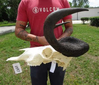 19-3/4 inches wide Large Male Black Wildebeest Skull for $114.99  <font color=red> SALE $99.99 </font>