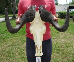 18-1/2 inches wide Black Wildebeest Skull, White-Tailed Gnu for $114.99 <font color=red> SALE $94.99</font>
