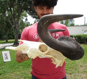 18-1/2 inches wide Black Wildebeest Skull, White-Tailed Gnu for $114.99 <font color=red> SALE $94.99</font>