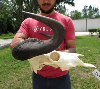 18-1/2 inches wide Black Wildebeest Skull, White-Tailed Gnu for $114.99 <font color=red> SALE $94.99</font>