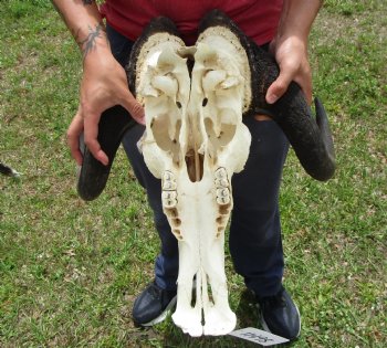 18-1/2 inches wide Black Wildebeest Skull, White-Tailed Gnu for $114.99 <font color=red> SALE $94.99</font>