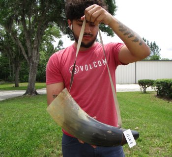19-1/2 inches Large Viking War Horn, Buffalo Blowing Horn with Leather Strap - Buy this one for $32.99