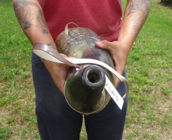 19-1/2 inches Large Viking War Horn, Buffalo Blowing Horn with Leather Strap - Buy this one for $32.99