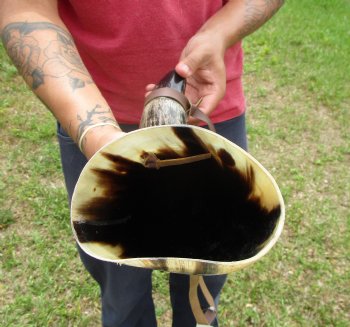 17 inches Large Viking War Horn, Buffalo Blowing Horn with Leather Strap - Buy this one for $32.99