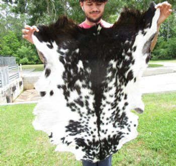 Black and White Goat Hide, Skin 43 by 30 inches for $44.99