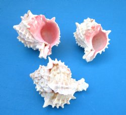 Pink Mouth Murex Shells 3 to 4 inches (Some with light shine) - 10 @ $1.80 each; 30 @ $1.58 each