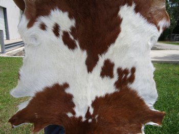 Rust and Cream Colored Goat Hide, Skin 39 by 29 inches for $44.99
