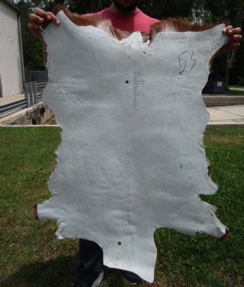 Rust and Cream Colored Goat Hide, Skin 39 by 29 inches for $44.99