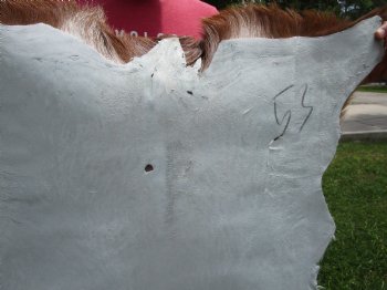 Rust and Cream Colored Goat Hide, Skin 39 by 29 inches for $44.99