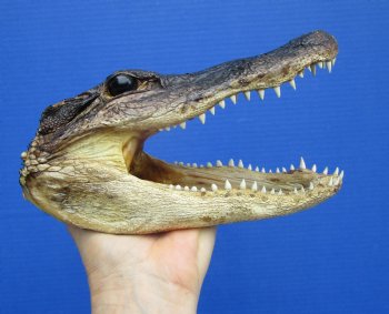7-1/2 inches Real Taxidermy Alligator Head Souvenir - Buy this one for $14.99