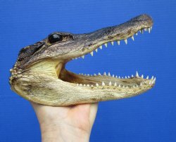 7-1/2 inches Real Taxidermy Alligator Head Souvenir - Buy this one for $14.99