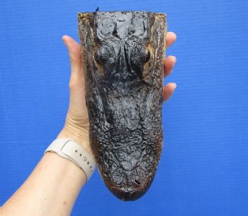 7-1/2 inches Real Taxidermy Alligator Head Souvenir - Buy this one for $14.99